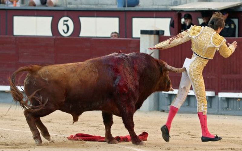 Toureiro leva chifrada no ânus durante duelo em Madri