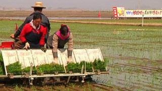 Coreia do Norte: seca poderá agravar escassez de alimentos