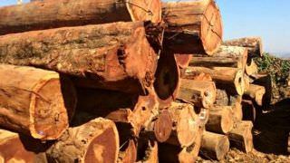 MPF denuncia três pessoas por crime de lavagem de madeira em Manicoré