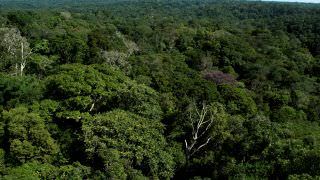 Exploração de três florestas no AM preocupa cientistas