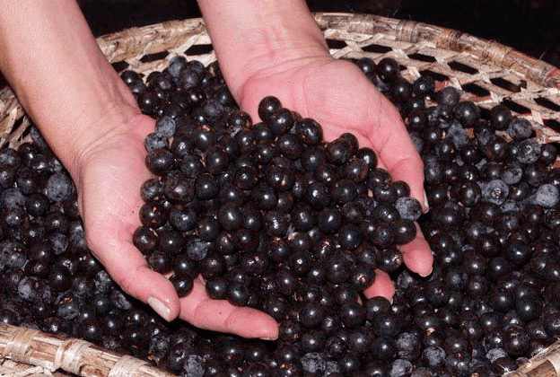 Após surto de doença, MP suspende comercialização de açaí em Uarini
