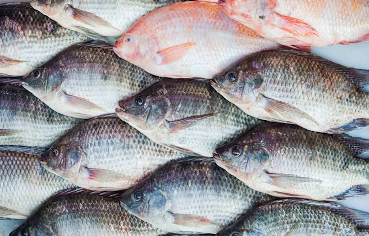 Tilápia avança na Amazônia e gera preocupação sobre impacto ambiental