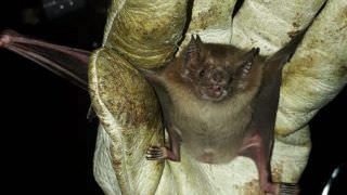 Casos de ataques de morcegos reduzem em 26% no Amazonas