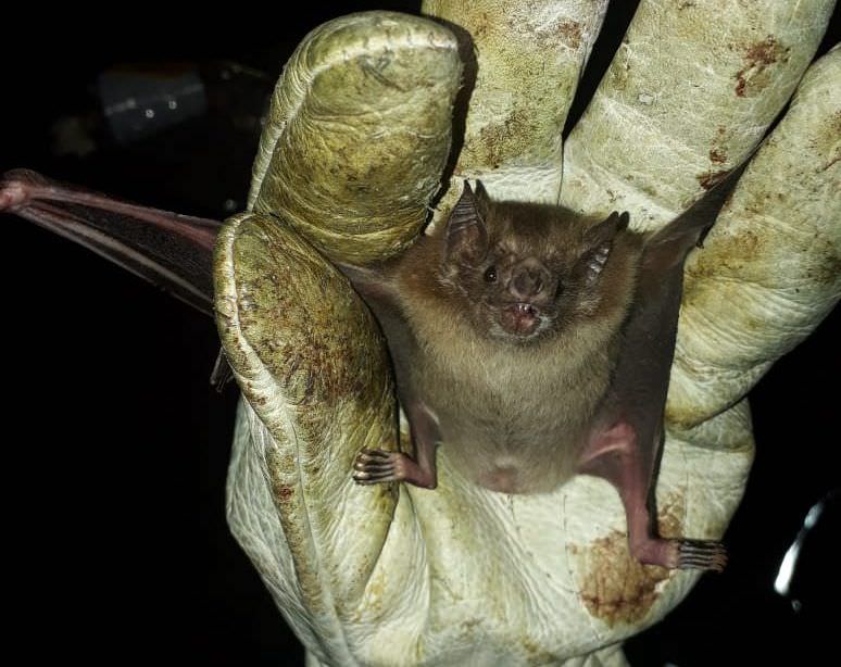 Casos de ataques de morcegos reduzem em 26% no Amazonas