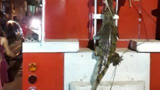 Moradores de Itacoatiara encontram Jacaré na rua, no bairro Jauary
