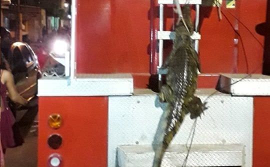 Moradores de Itacoatiara encontram Jacaré na rua, no bairro Jauary