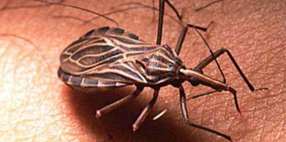Sobe para seis casos de Doenças de Chagas confirmados em Uarini