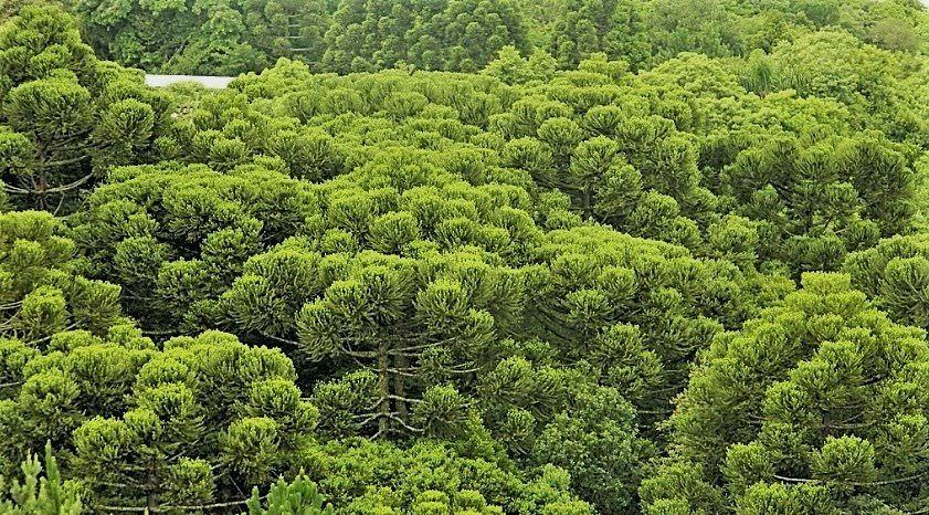 ‘Internet’ das florestas está ameaçada pelo aquecimento global