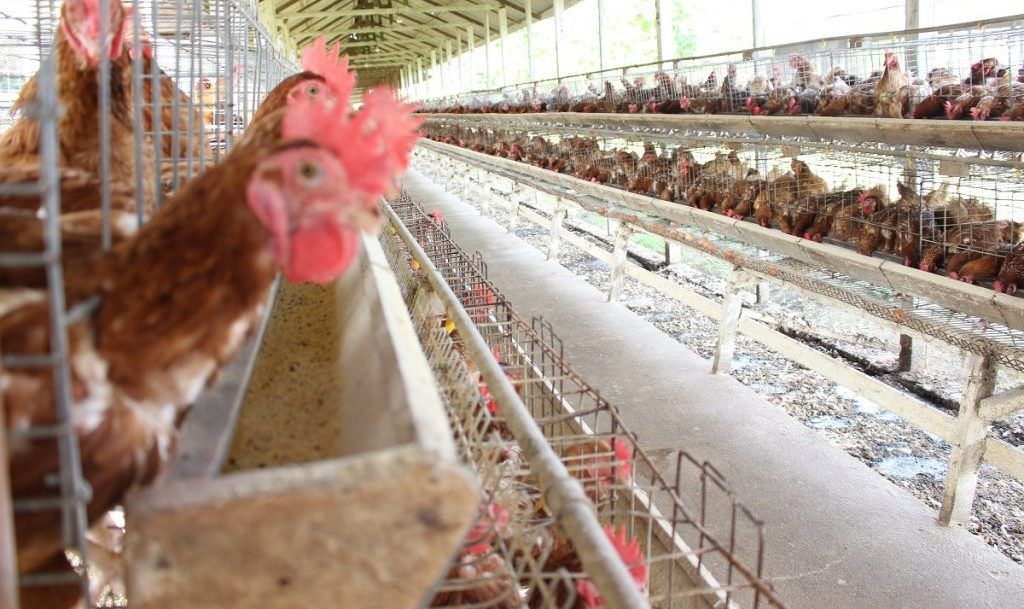 Amazonas regulariza abate de aves descartadas em granjas de ovos
