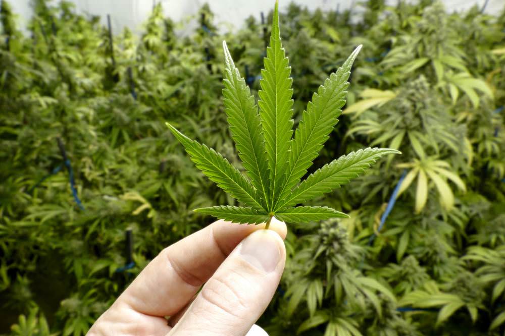 Anvisa quer regulamentar maconha para uso farmacêutico e científico