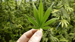 Anvisa quer regulamentar maconha para uso farmacêutico e científico