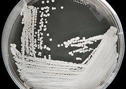 Pesquisa liga fungo imune a remédios ao aquecimento global