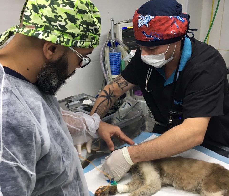 Projeto voluntário garante melhor qualidade de vida aos animais de rua