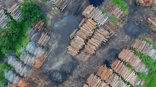 Em 30 anos, Amazônia perde 18% da área da floresta