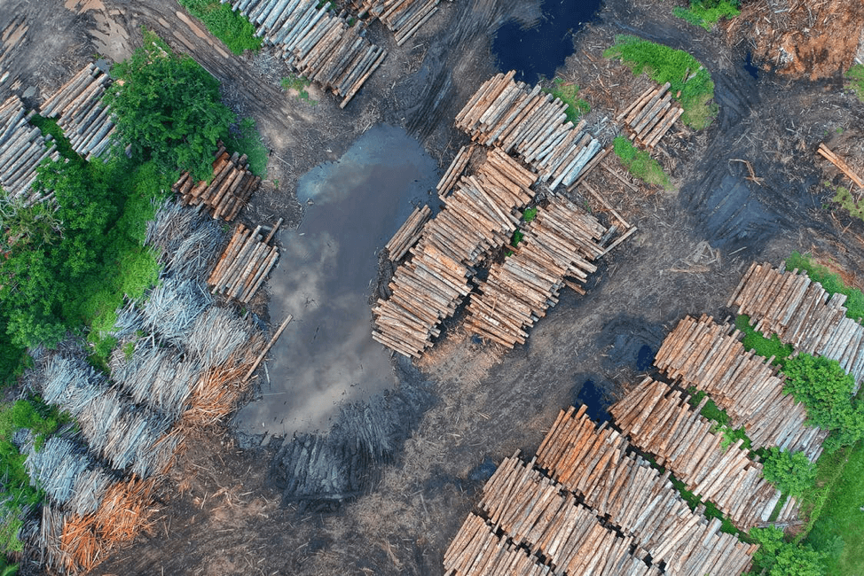 Em 30 anos, Amazônia perde 18% da área da floresta