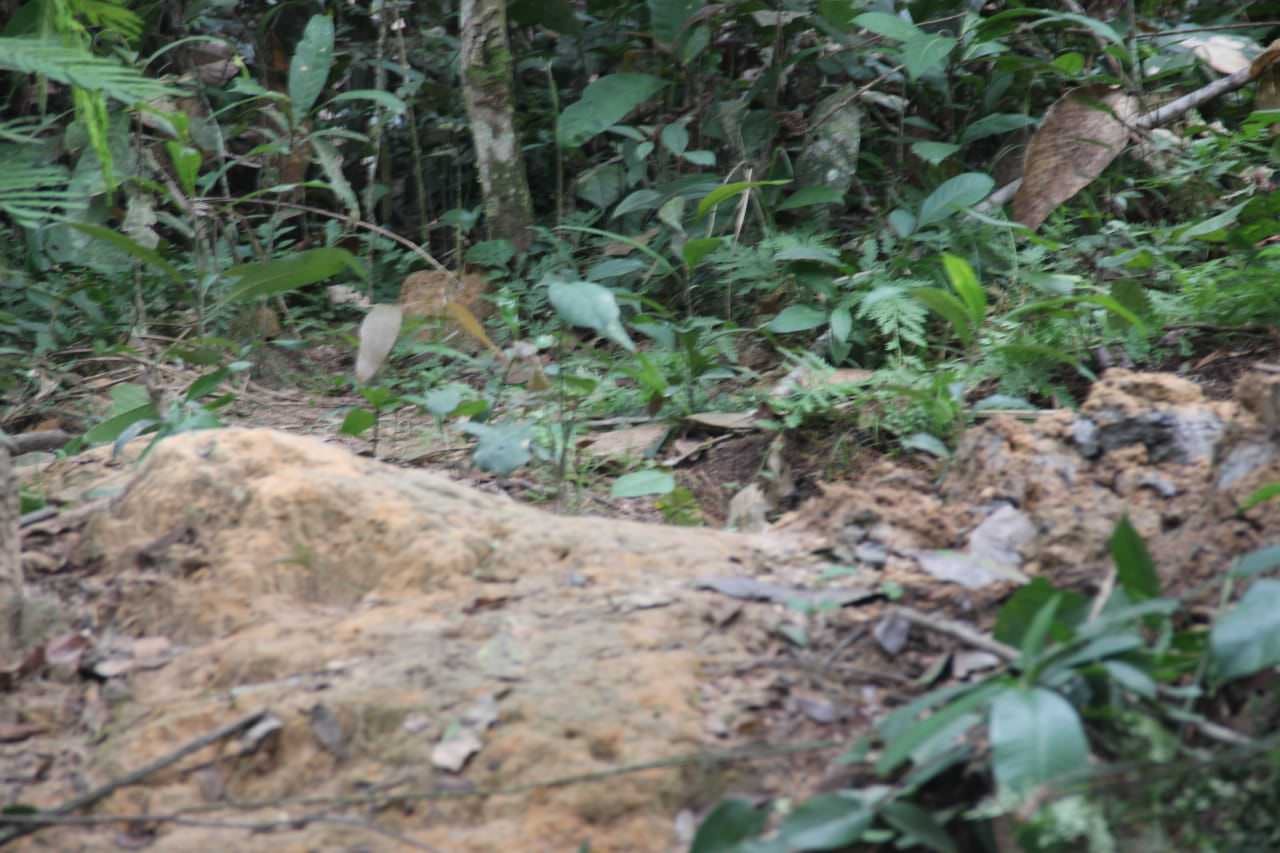 Corpo é encontrado em cova rasa em área de mata, na zona Leste de Manaus