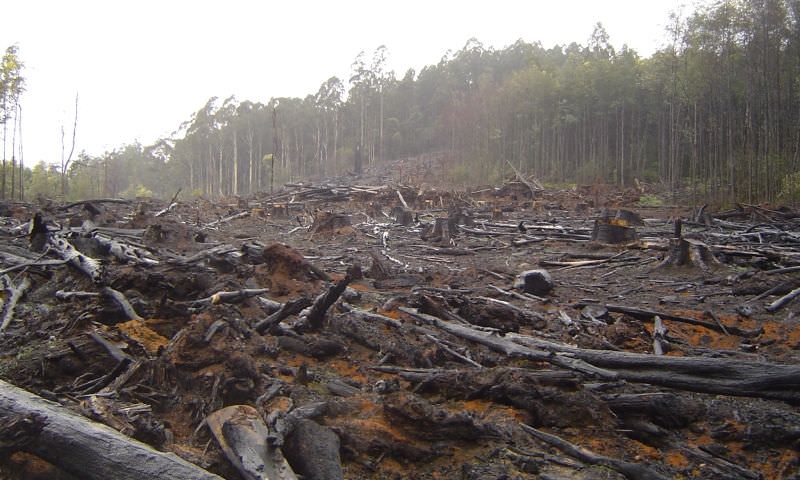 Desmatamento na Amazônia voltou a subir, diz Inpe