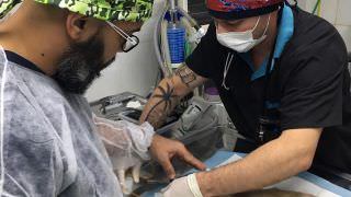 Projeto voluntário garante melhor qualidade de vida aos animais de rua