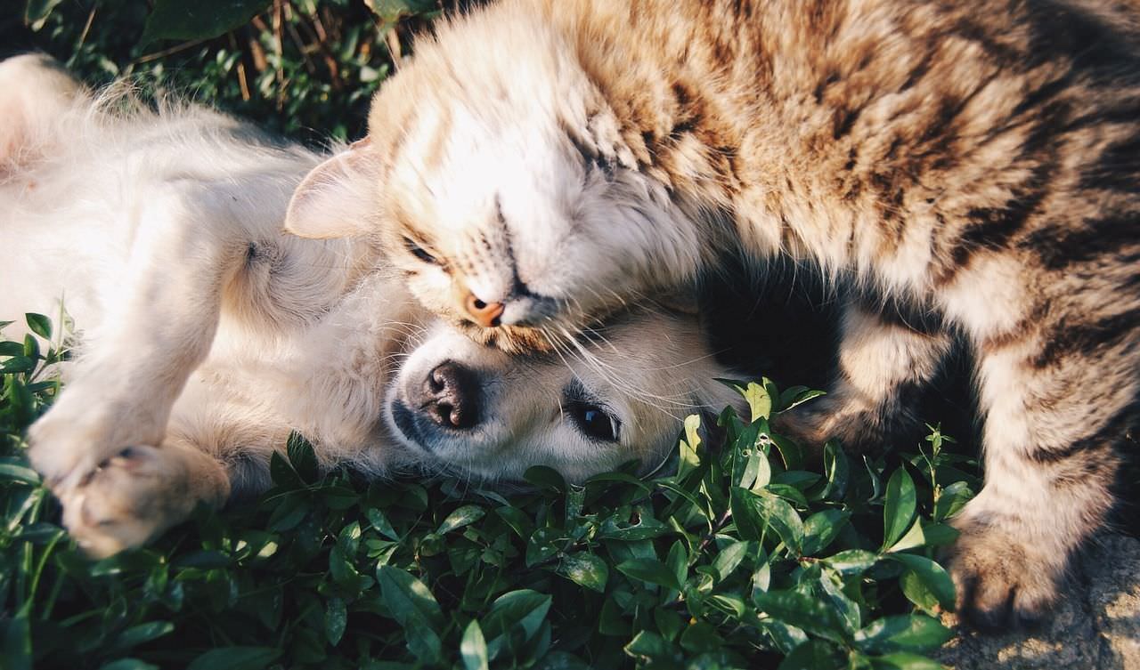 Senado aprova PL que trata animal como sujeito e não 'coisa'