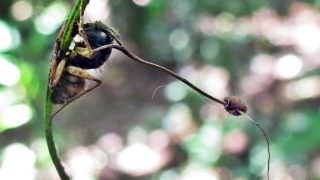 Pesquisa do INPA revela 'formiga-zumbi' no Amazonas