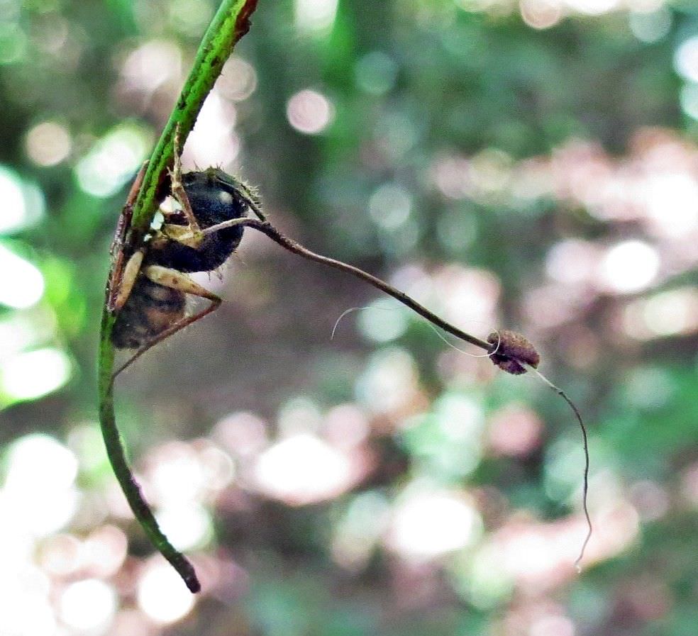 Pesquisa do INPA revela ‘formiga-zumbi’ no Amazonas