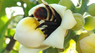 Brasil conclui testes de soro inédito para picadas múltiplas de abelha