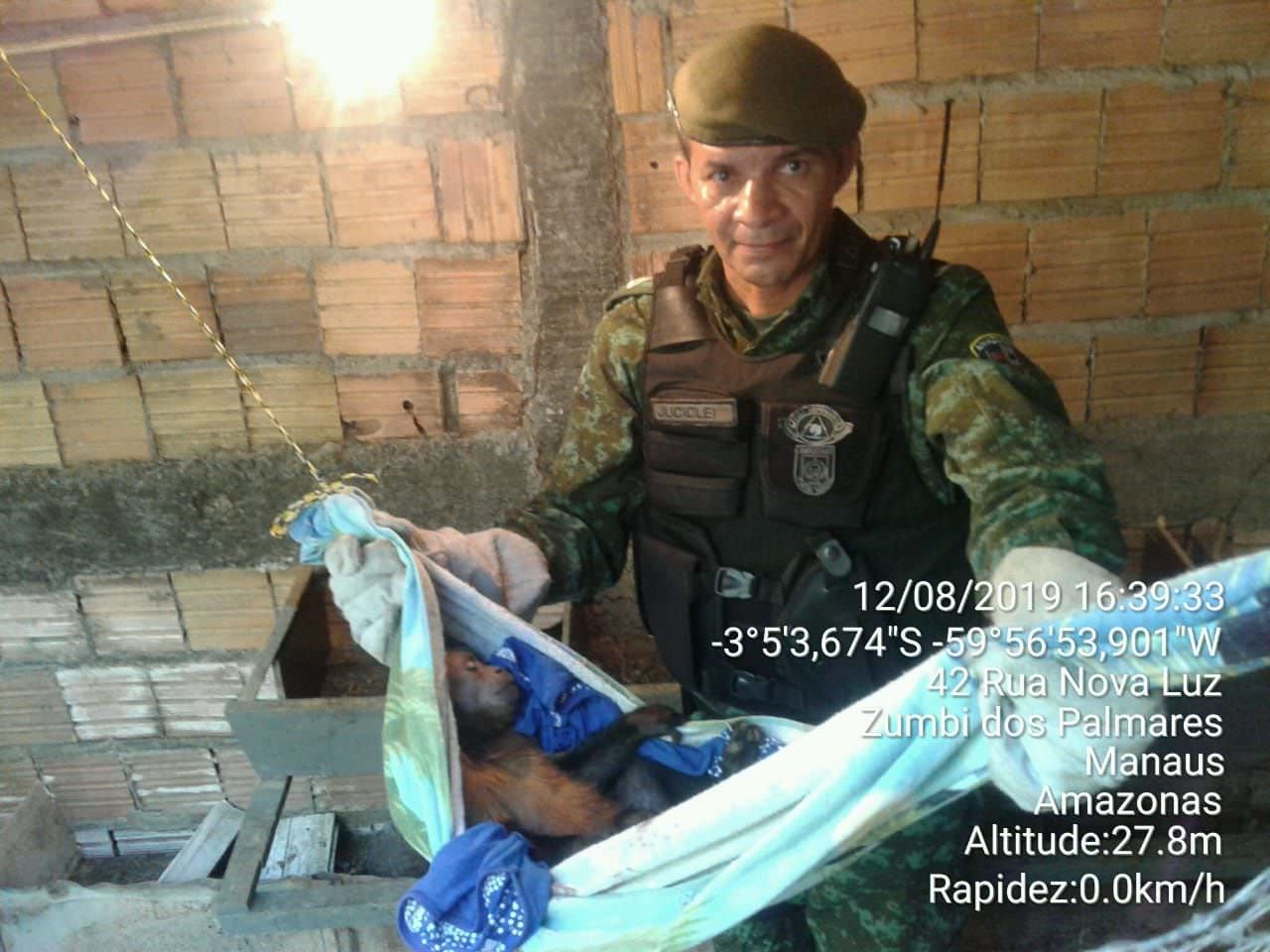 Batalhão Ambiental resgata macaco-prego ferido por cães em residência