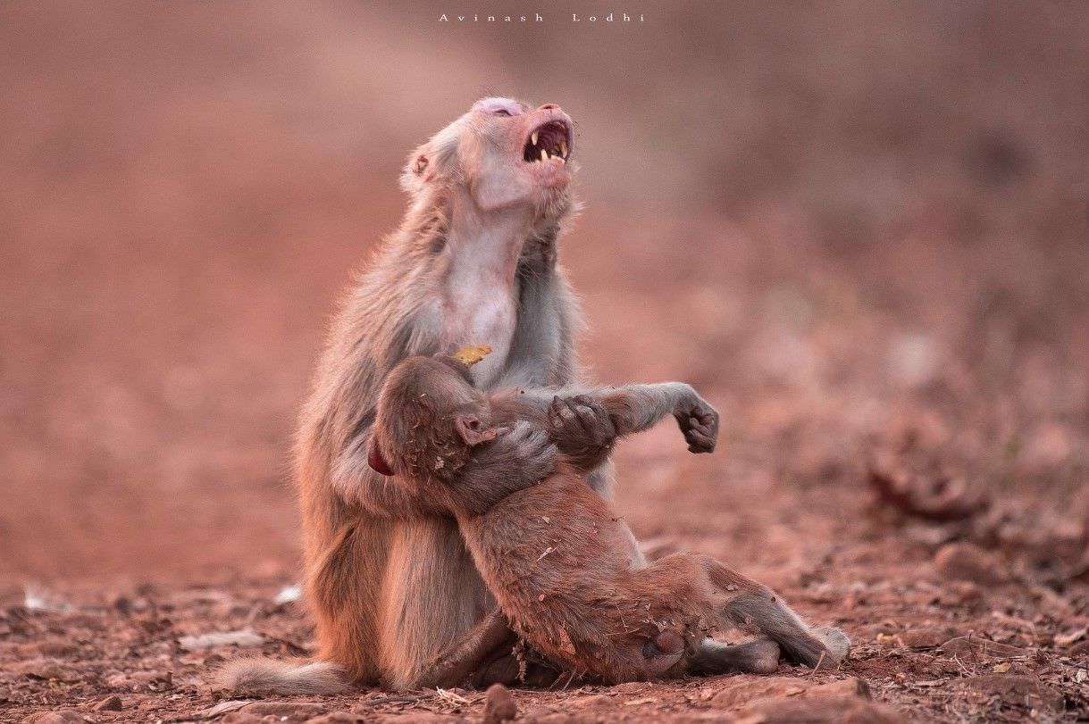 Saiba a verdade sobre foto emocionante de macaca com filhote na ‘Amazônia’