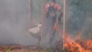 SSP esclarece boato de homem pago para queimar mata na estrada AM-070