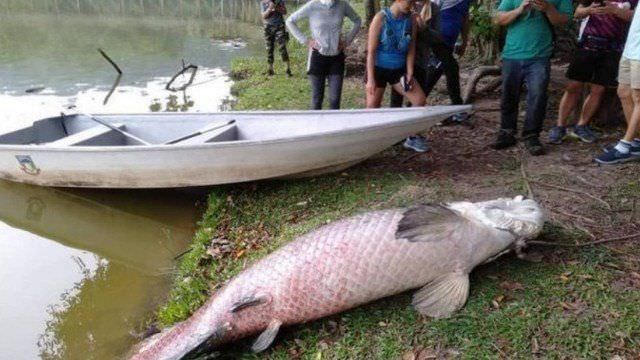 Mistério: Pirarucu é encontrado em lago a 17 mil km da Amazônia