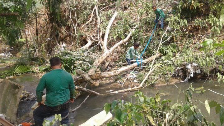 Universidade de Manaus é multada por corte e poda ilegal de árvores