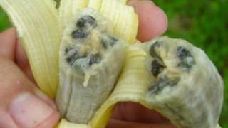 Fungo dizima plantações de bananas pelo mundo