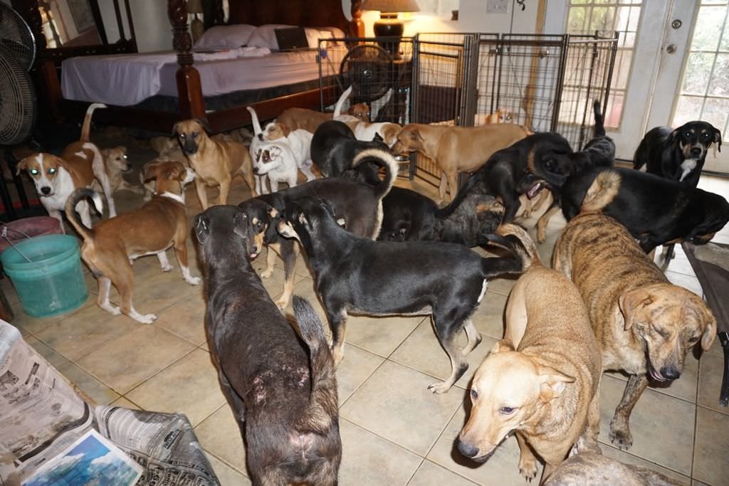 Mulher abriga 97 cães diante da ameaça do furacão Dorian