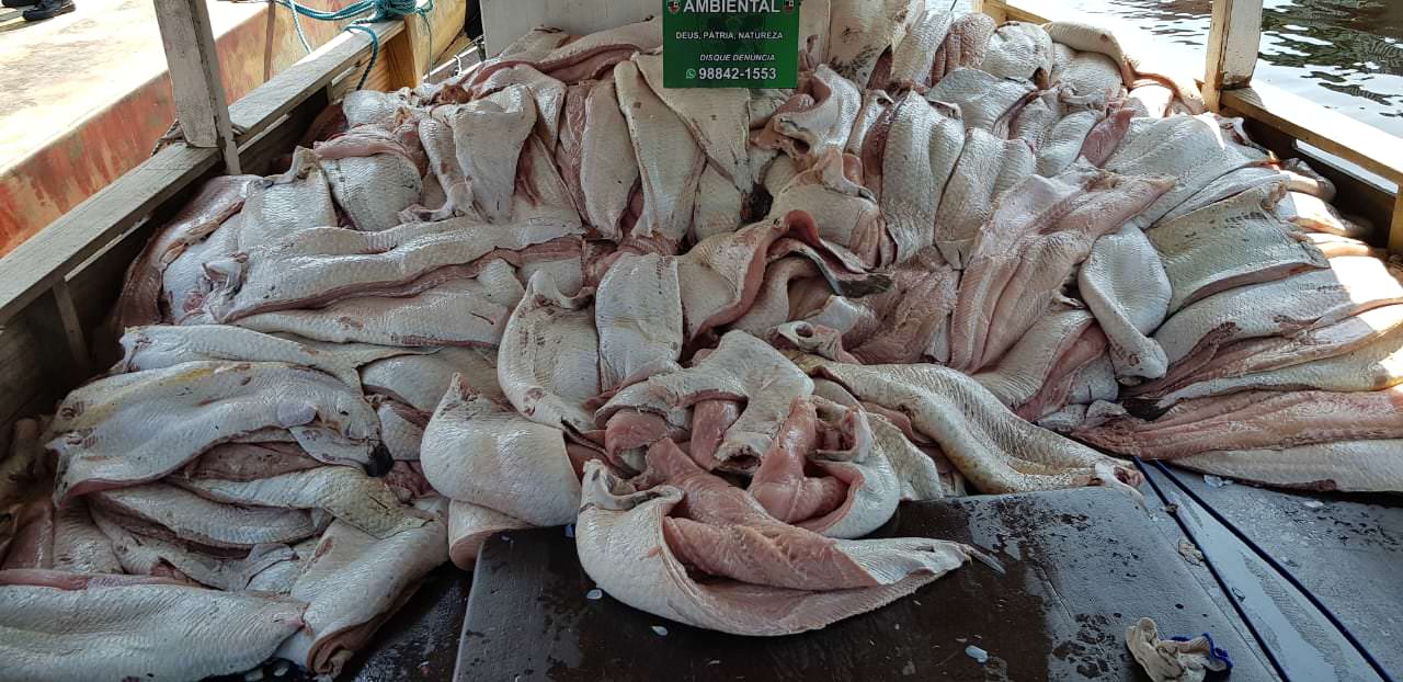 Quatro toneladas de pirarucu são apreendidas na Feira da Panair
