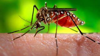 Estudo aponta: Zika afeta a memória e parte motora de adultos