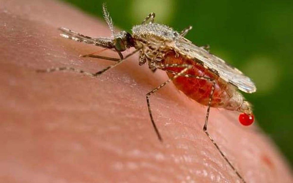 Municípios se reúnem para traçar estratégias de controle da malária