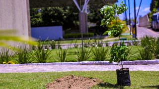 Deputados irão plantar mudas em celebração ao Dia da Árvore