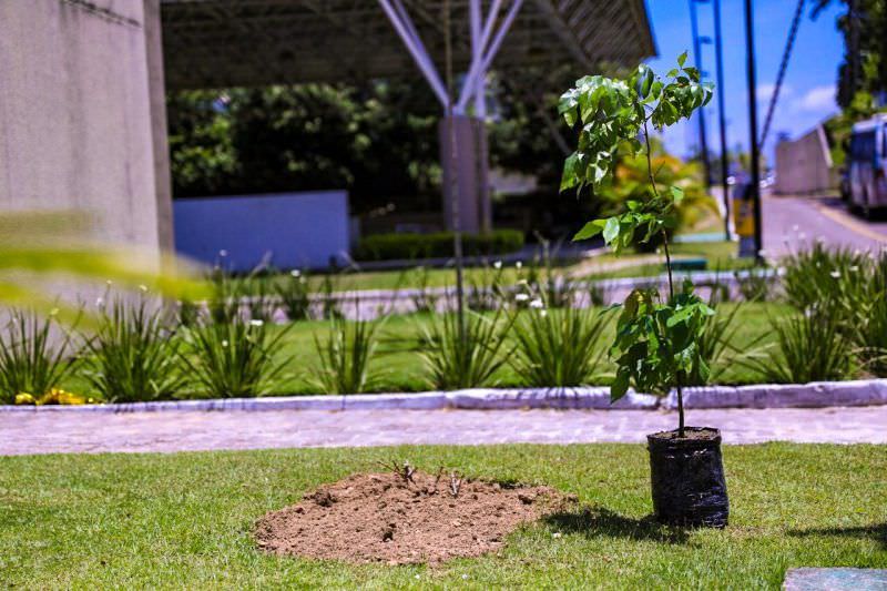 Deputados irão plantar mudas em celebração ao Dia da Árvore