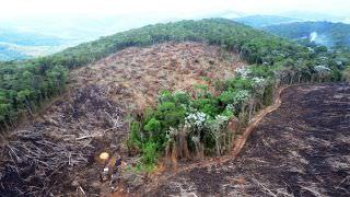 Desmatamento na Amazônia registra alta de 34% em um ano