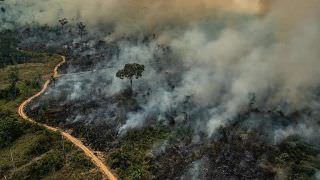 Operação Verde Brasil: multas na Amazônia somam R$ 36 milhões