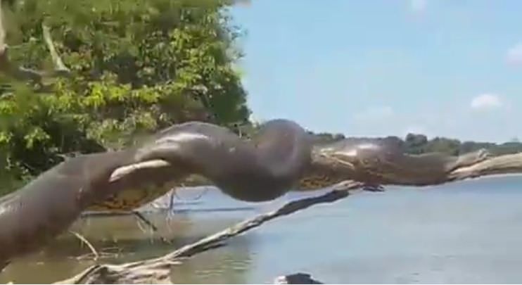 Vídeo mostra cobra sucuri gigante enrolada em tronco; Assista