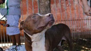 Viúva que invadiu casa para salvar cachorro em Florianópolis é absolvida