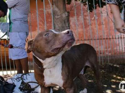 Viúva que invadiu casa para salvar cachorro em Florianópolis é absolvida