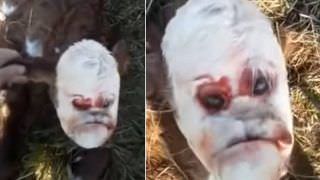 Bezerro nasce com 'face humana' e choca agricultores; vídeo