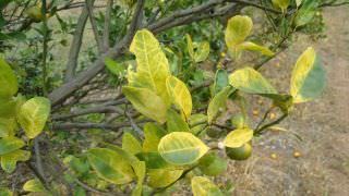 Adaf declara estado de alerta contra praga de citros no Amazonas