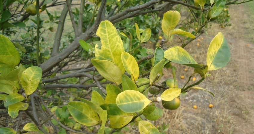 Adaf declara estado de alerta contra praga de citros no Amazonas
