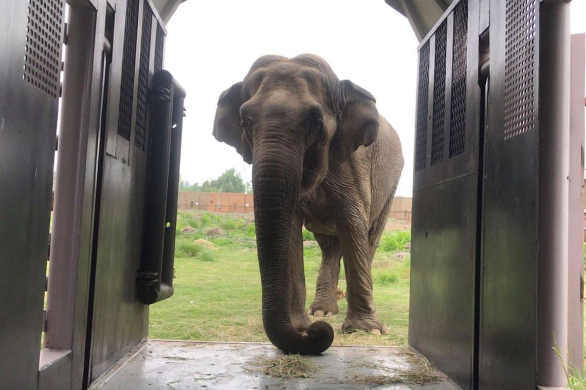 Elefanta Ramba chega a santuário no Mato Grosso
