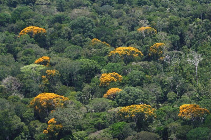 Amazonas reduz em 39% número de queimadas no mês de setembro