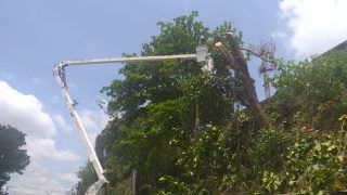 Manejo da arborização retira risco de acidentes na avenida Mário Ypiranga