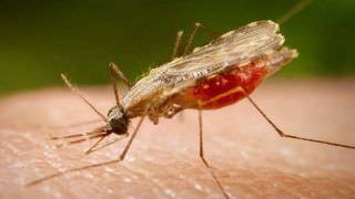 Anvisa aprova remédio rápido contra malária